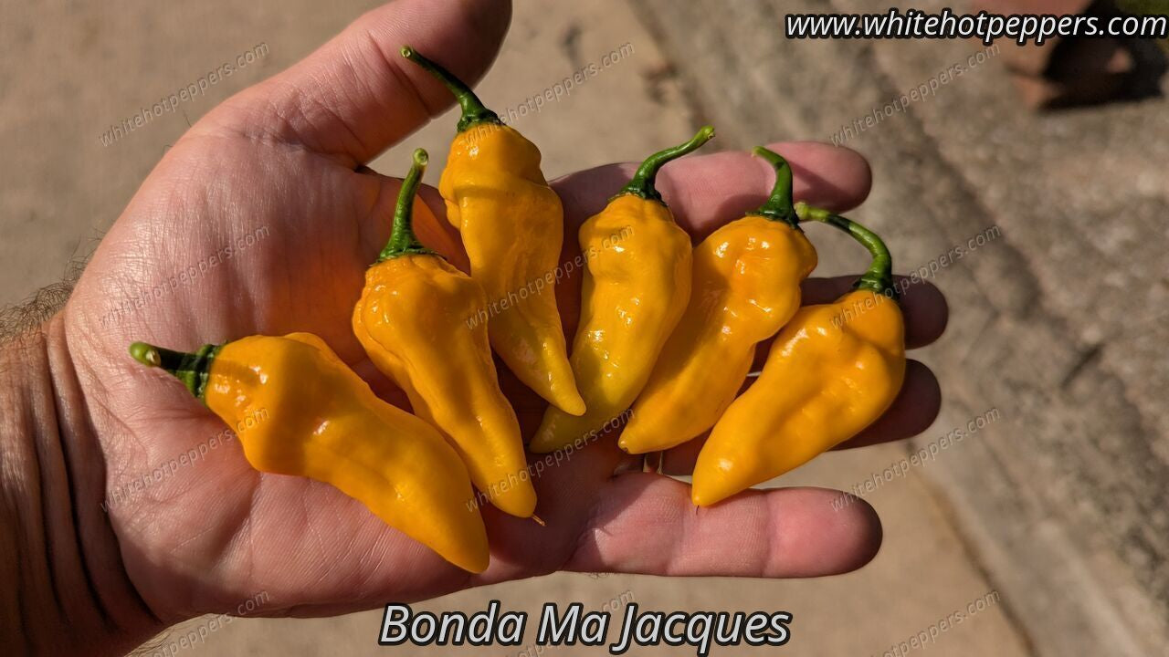 Bonda Ma Jacques - Pepper Seeds - White Hot Peppers