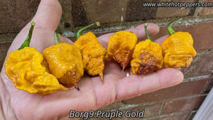 Borg 9 Purple/Gold - Pepper Seeds - White Hot Peppers