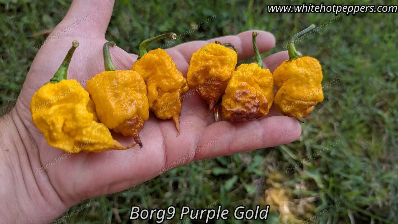 Borg 9 Purple/Gold - Pepper Seeds - White Hot Peppers