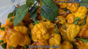 Borg 9 Purple/Gold - Pepper Seeds - White Hot Peppers