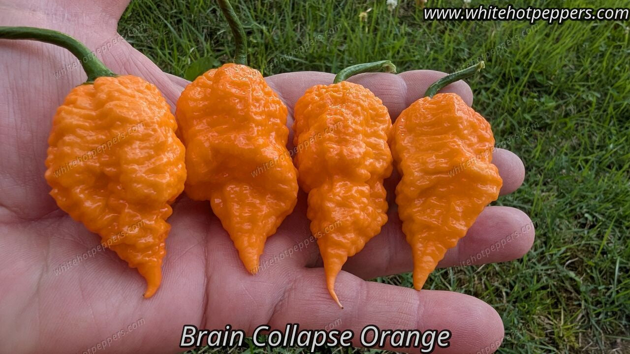 Brain Collapse Orange - Pepper Seeds - White Hot Peppers