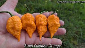 Brain Collapse Orange - Pepper Seeds - White Hot Peppers