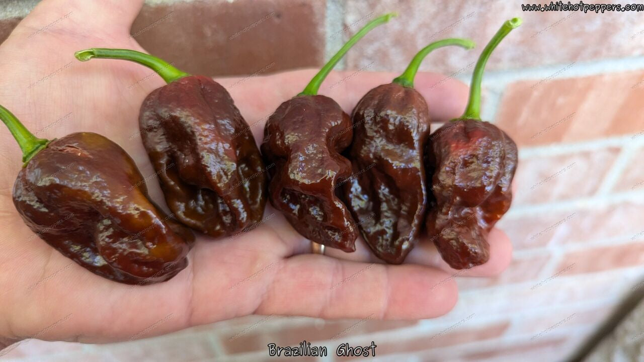 Brazilian Ghost - Pepper Seeds - White Hot Peppers