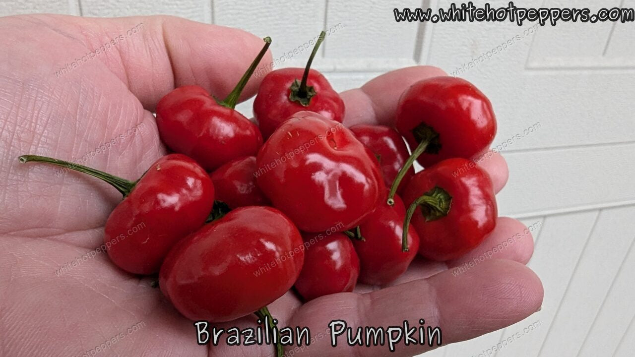 Brazilian Pumpkin - Pepper Seeds - White Hot Peppers