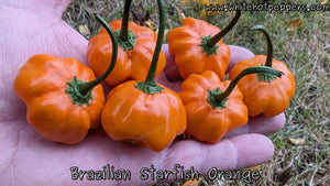 Brazilian Starfish Orange - Pepper Seeds - White Hot Peppers