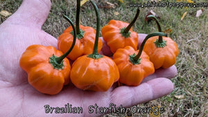 Brazilian Starfish Orange - Pepper Seeds - White Hot Peppers