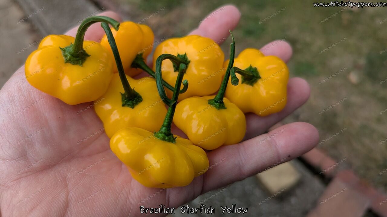Brazilian Starfish Yellow - Pepper Seeds - White Hot Peppers