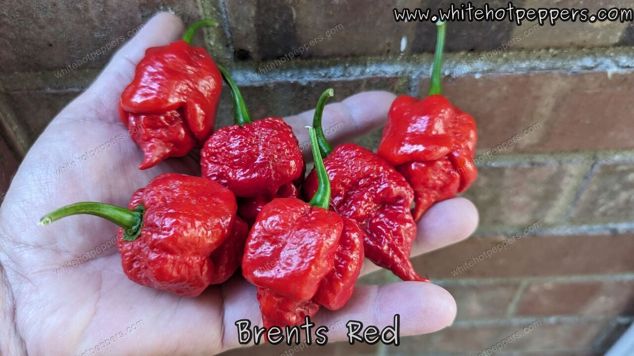 Brent's Red - Pepper Seeds - White Hot Peppers