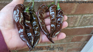 Brown Thai TQ - Pepper Seeds - White Hot Peppers