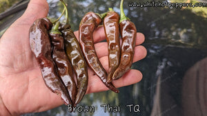 Brown Thai TQ - Pepper Seeds - White Hot Peppers