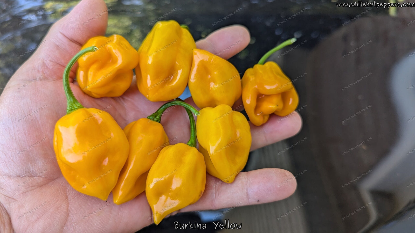 Burkina Yellow - Pepper Seeds - White Hot Peppers
