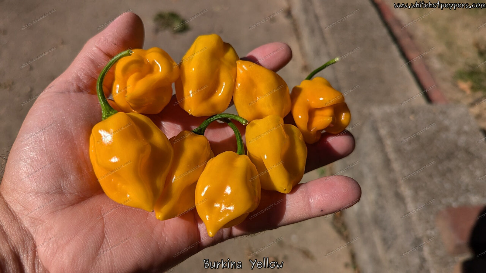 Burkina Yellow - Pepper Seeds - White Hot Peppers