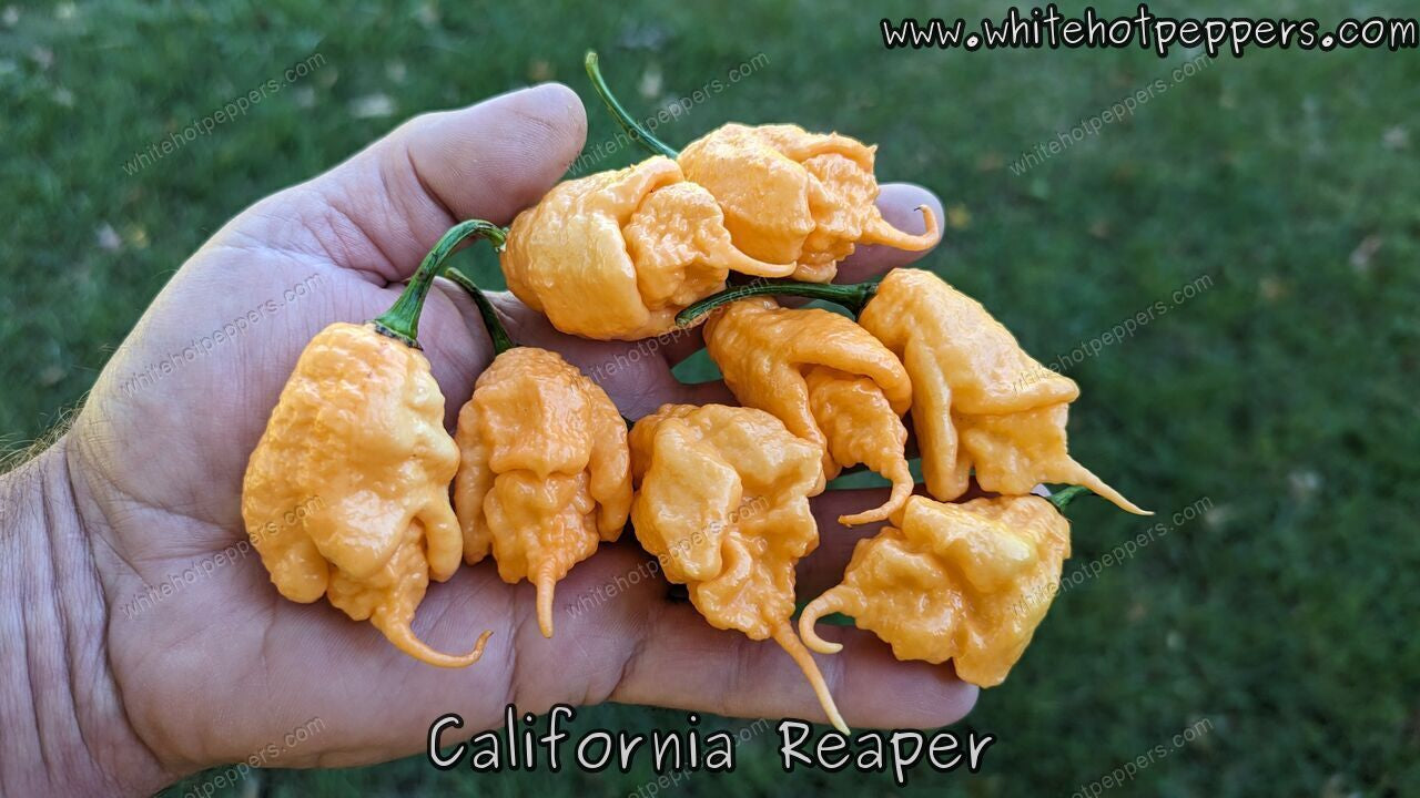 California Reaper - Pepper Seeds - White Hot Peppers