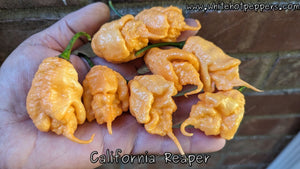 California Reaper - Pepper Seeds - White Hot Peppers