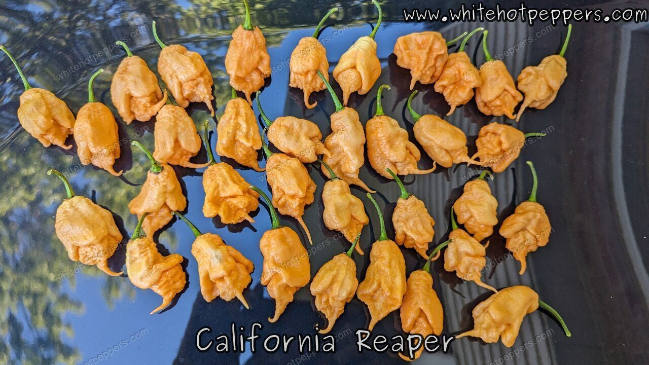 California Reaper - Pepper Seeds - White Hot Peppers