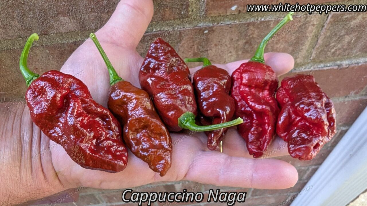 Cappuccino Naga - Pepper Seeds - White Hot Peppers