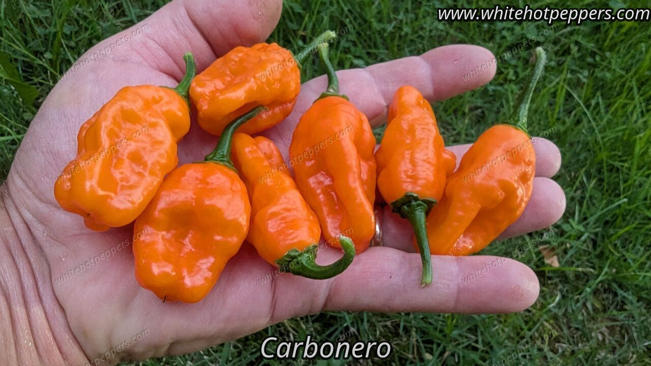 Carbonero - Pepper Seeds - White Hot Peppers