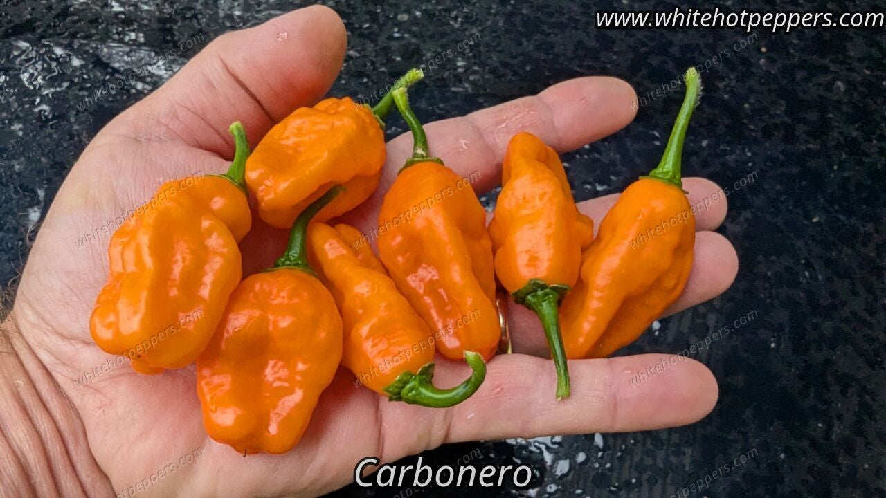 Carbonero - Pepper Seeds - White Hot Peppers