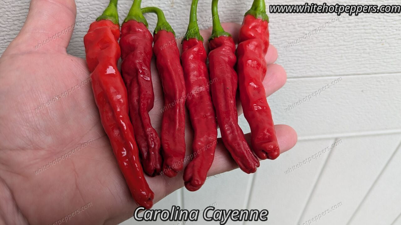 Carolina Cayenne - Pepper Seeds - White Hot Peppers