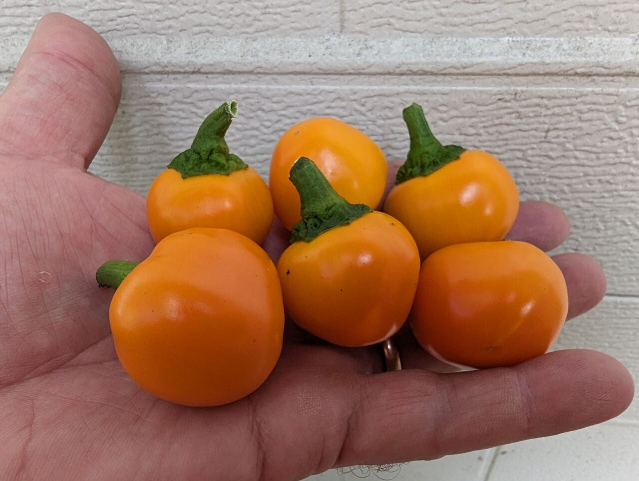 Carrot Bomb - Pepper Seeds - White Hot Peppers