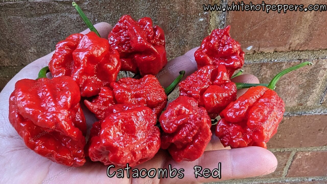 Catacombs Red - Pepper Seeds - White Hot Peppers