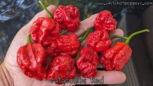 Catacombs Red - Pepper Seeds - White Hot Peppers