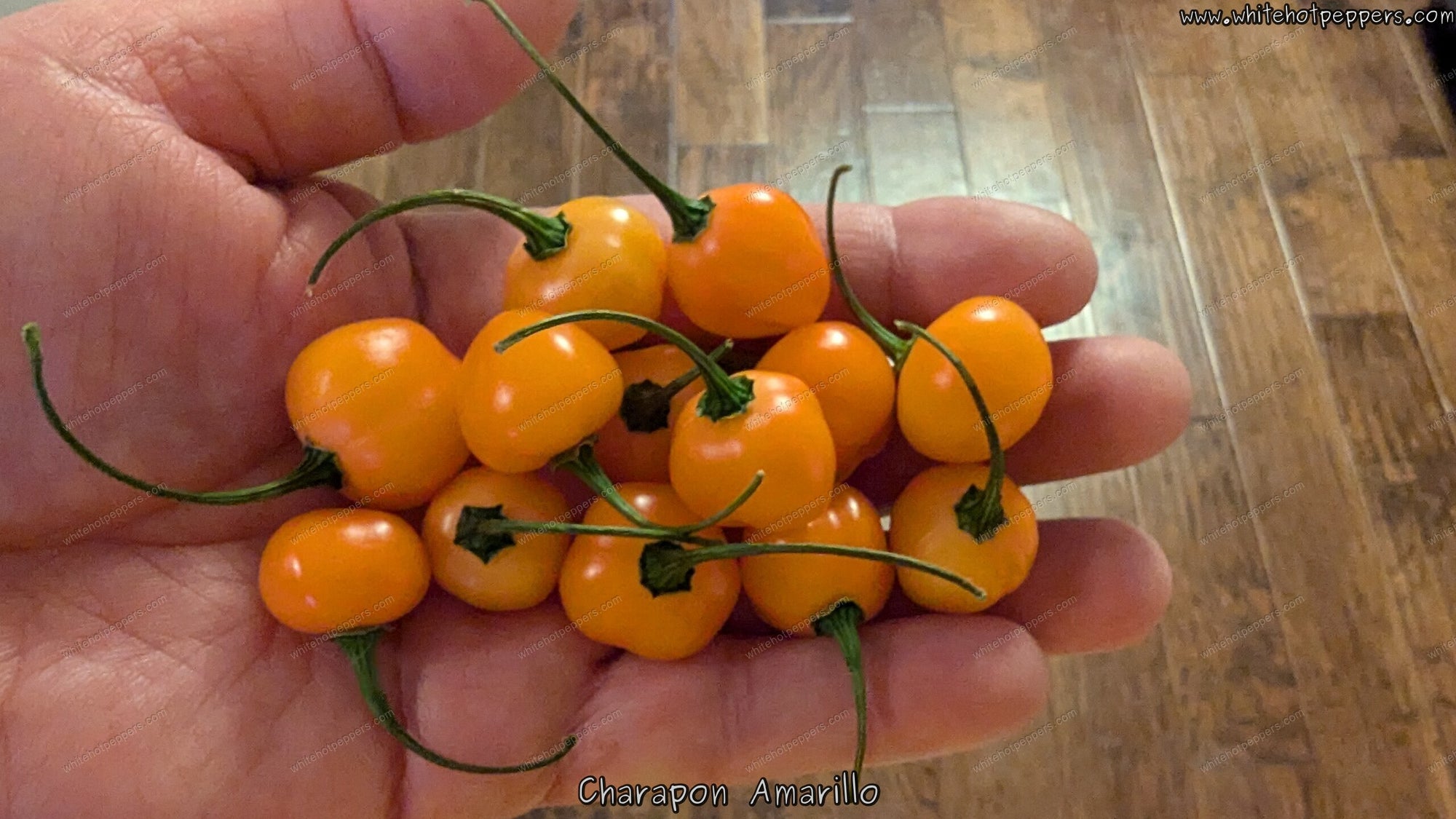 Charapon Amarillo - Pepper Seeds - White Hot Peppers