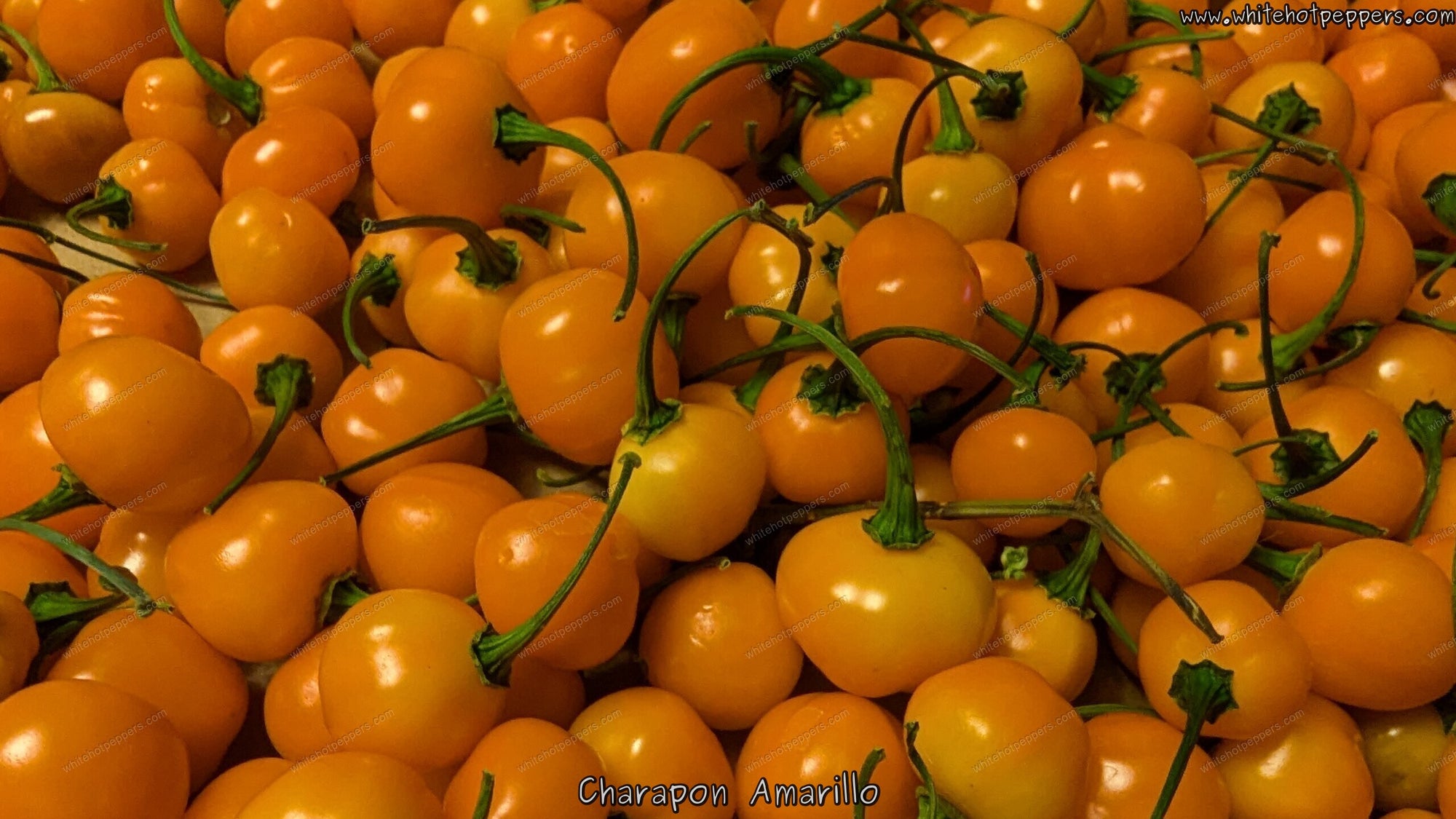 Charapon Amarillo - Pepper Seeds - White Hot Peppers