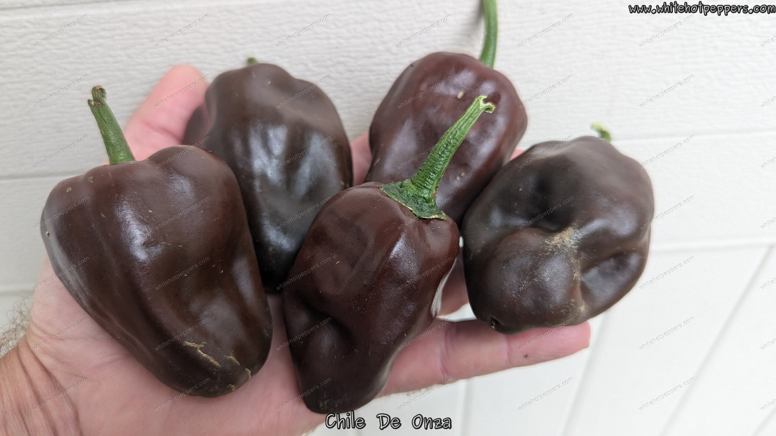 Chile de Onza - Pepper Seeds - White Hot Peppers