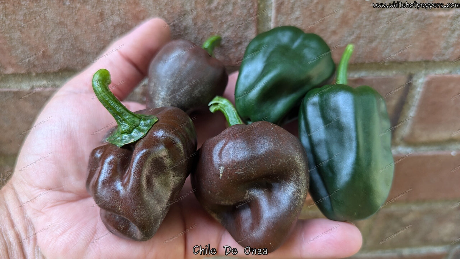 Chile de Onza - Pepper Seeds - White Hot Peppers