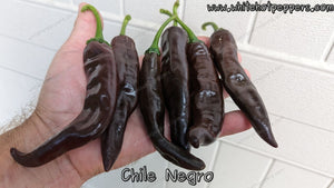 Chile Negro - Pepper Seeds - White Hot Peppers