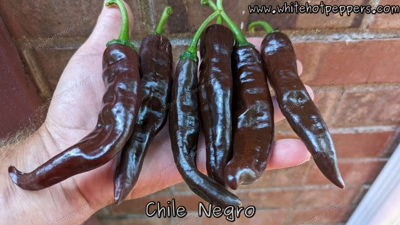 Chile Negro - Pepper Seeds - White Hot Peppers