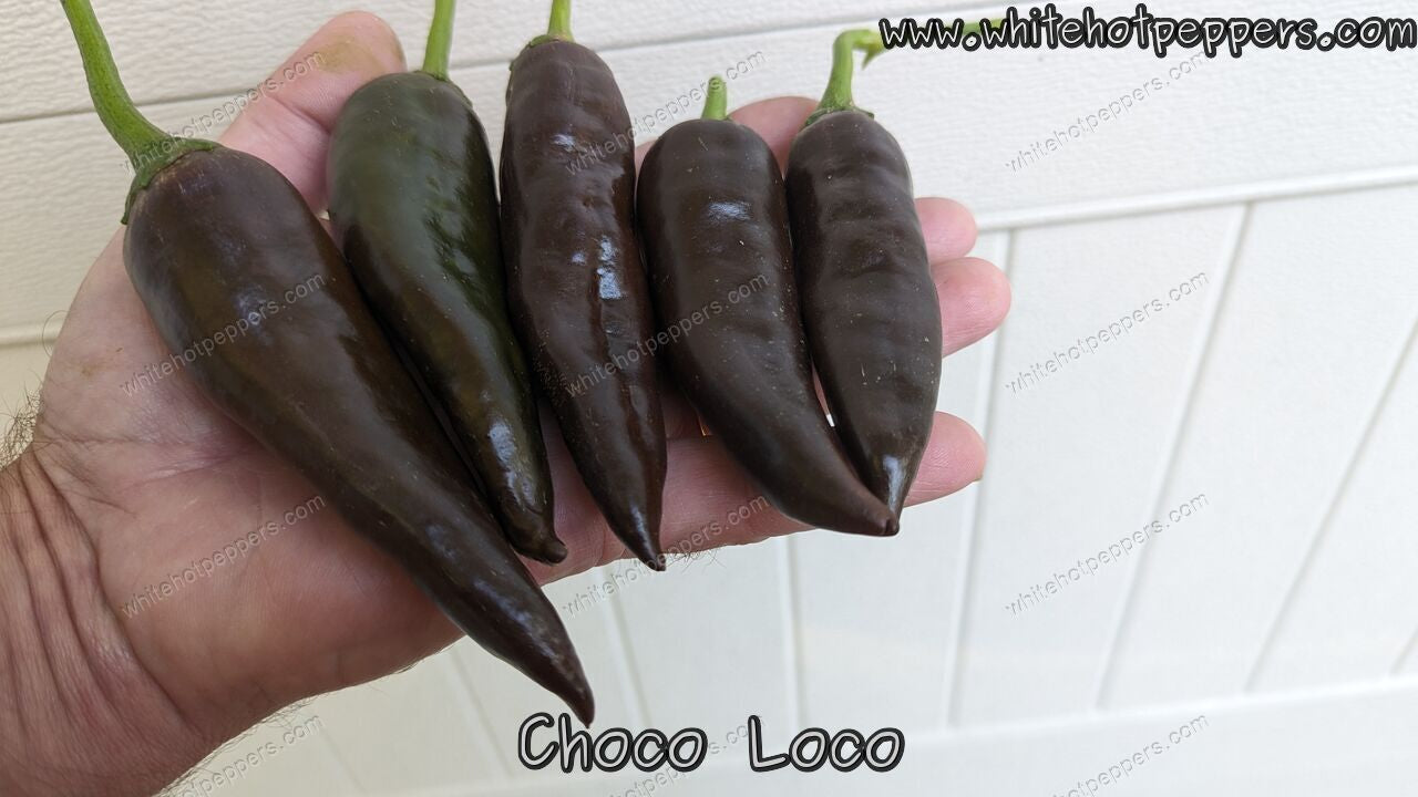 Choco Loco - Pepper Seeds - White Hot Peppers