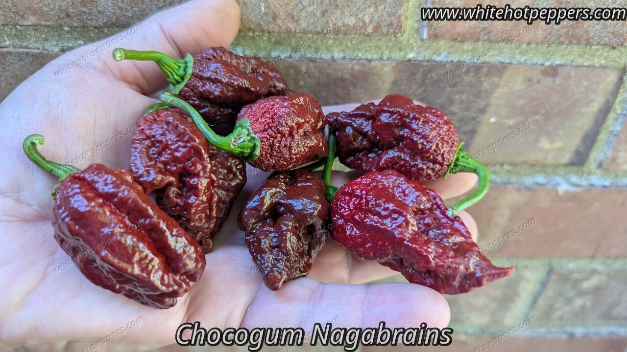 Chocogum Nagabrains - Pepper Seeds - White Hot Peppers