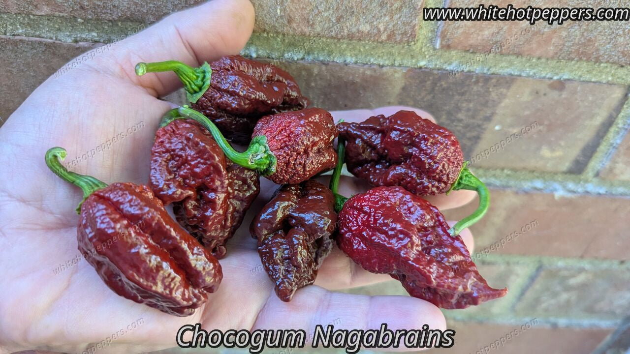 Chocogum Nagabrains - Pepper Seeds - White Hot Peppers