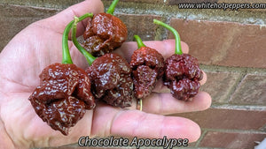Chocolate Apocalypse Scorpion - Pepper Seeds - White Hot Peppers