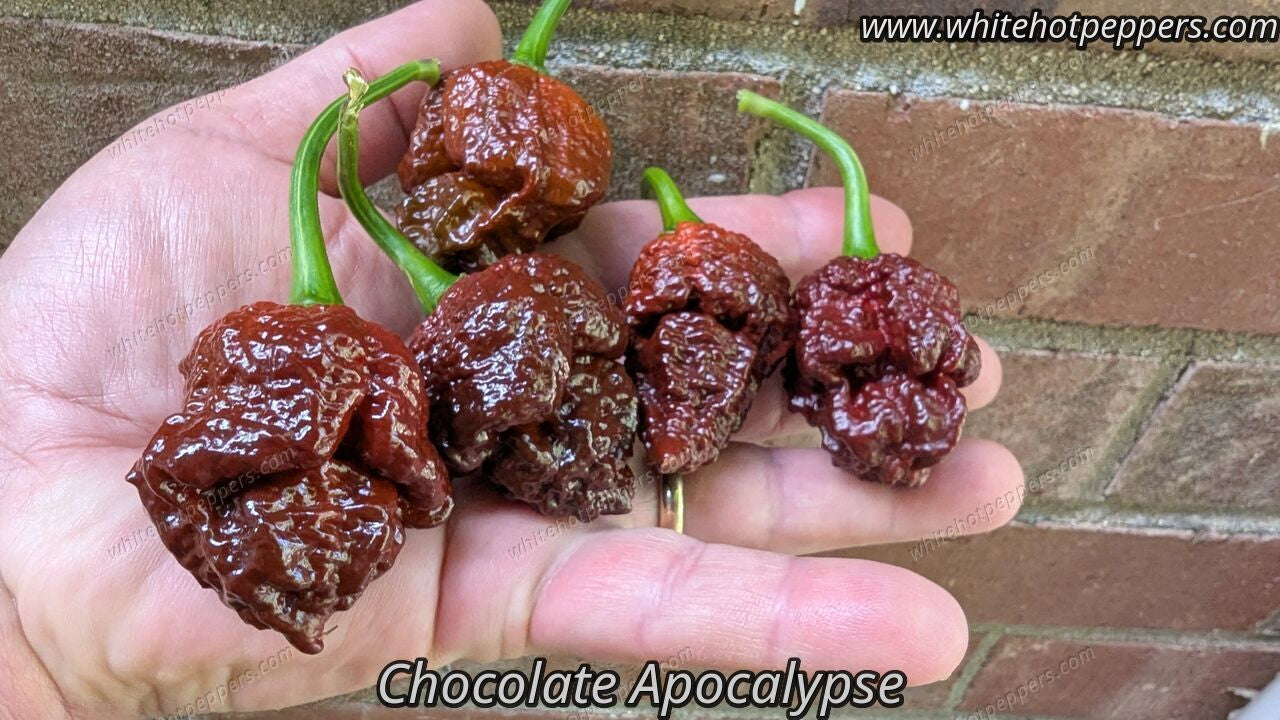 Chocolate Apocalypse Scorpion - Pepper Seeds - White Hot Peppers
