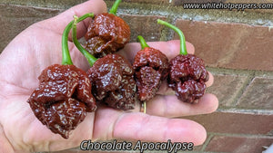 Chocolate Apocalypse Scorpion - Pepper Seeds - White Hot Peppers