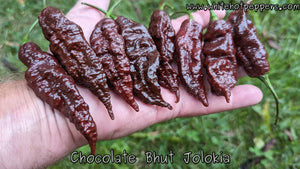 Bhut Jolokia (Ghost) Chocolate - Pepper Seeds - White Hot Peppers