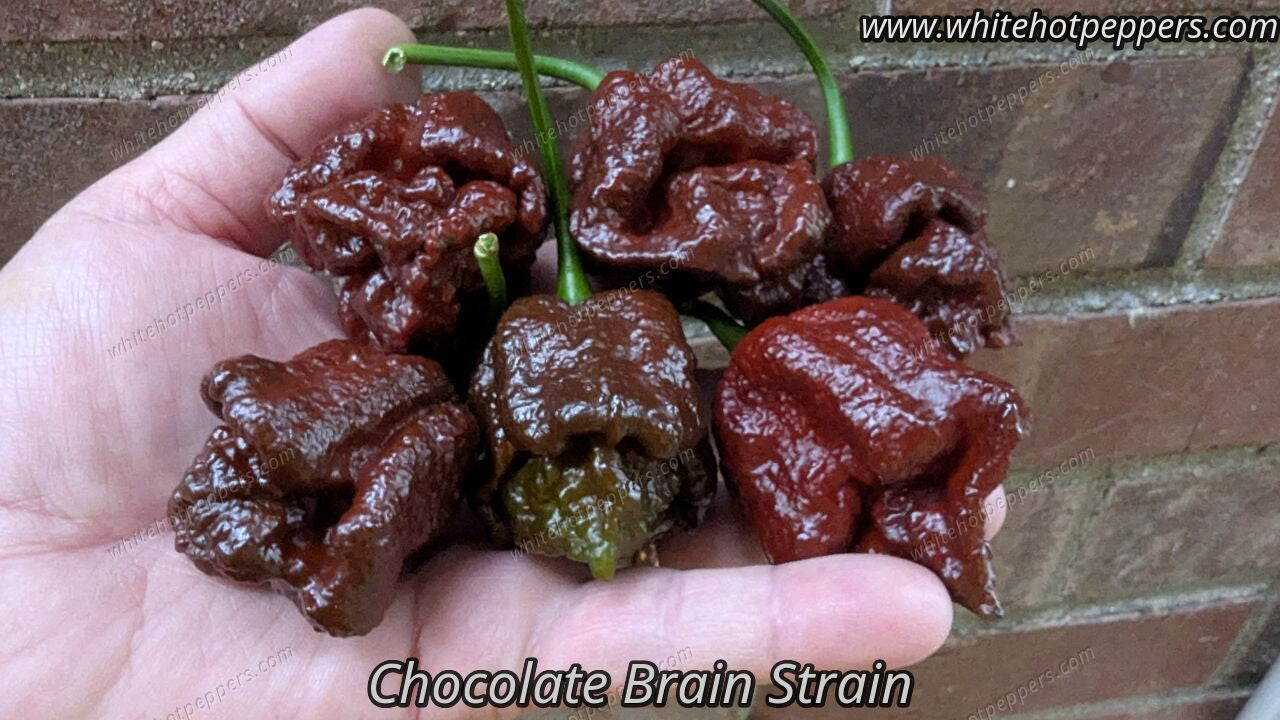 Chocolate Brain Strain - Pepper Seeds - White Hot Peppers