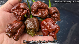 Chocolate Brain Strain - Pepper Seeds - White Hot Peppers