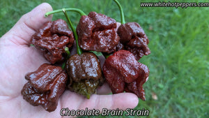 Chocolate Brain Strain - Pepper Seeds - White Hot Peppers