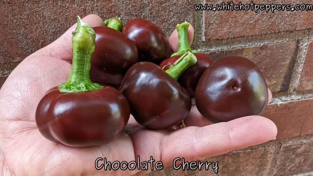Chocolate Cherry - Pepper Seeds - White Hot Peppers