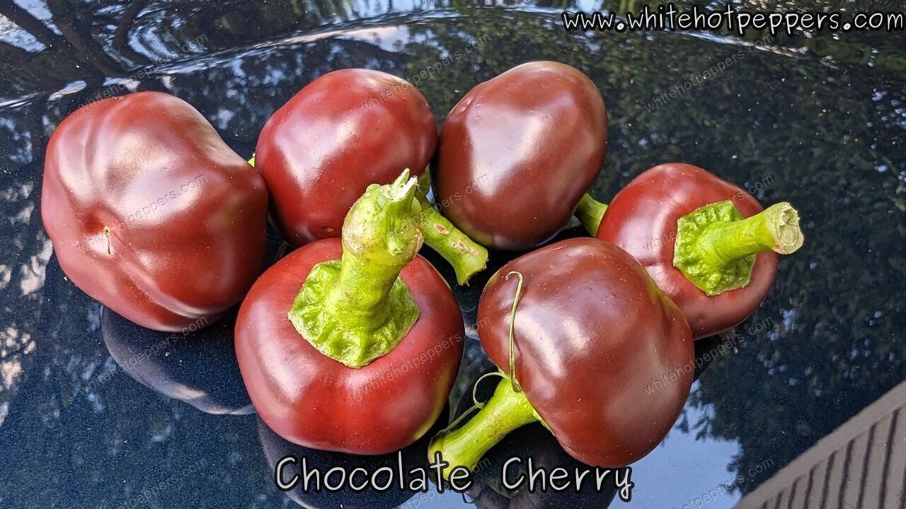 Chocolate Cherry - Pepper Seeds - White Hot Peppers
