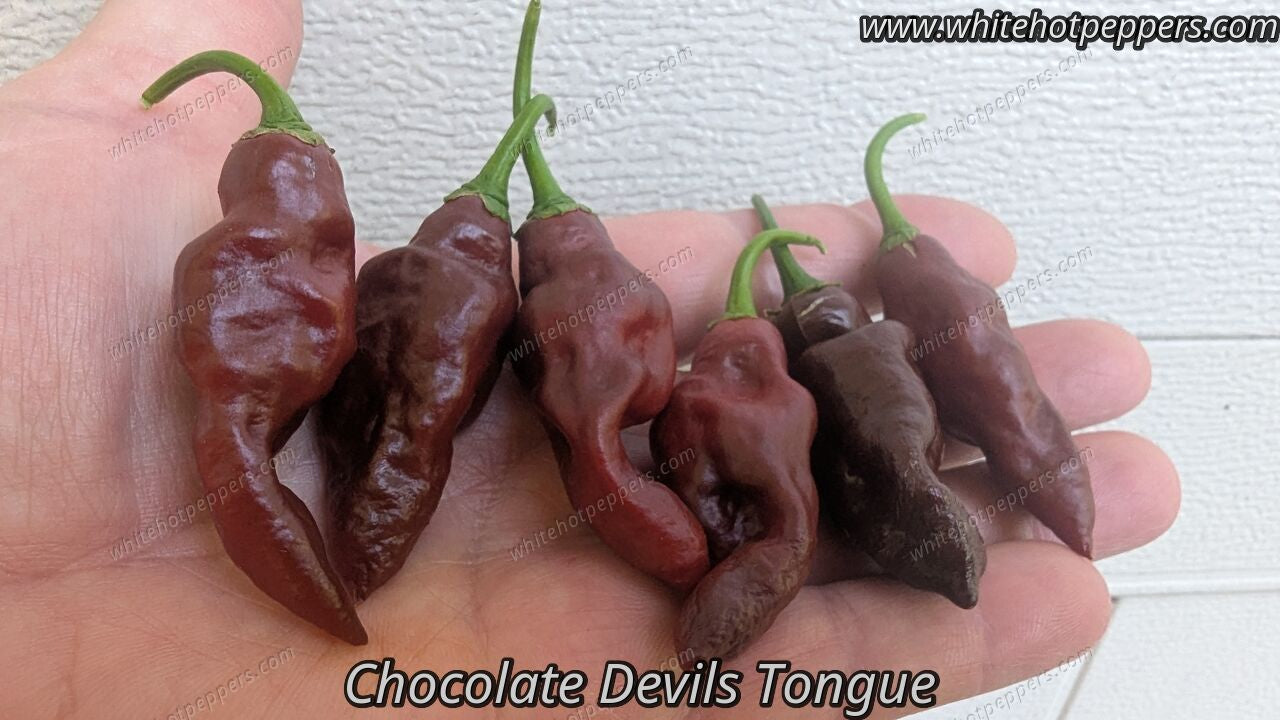 Chocolate Devil's Tongue - Pepper Seeds - White Hot Peppers