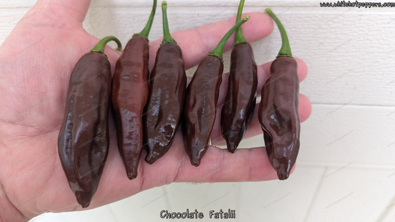Chocolate Fatalii - Pepper Seeds - White Hot Peppers