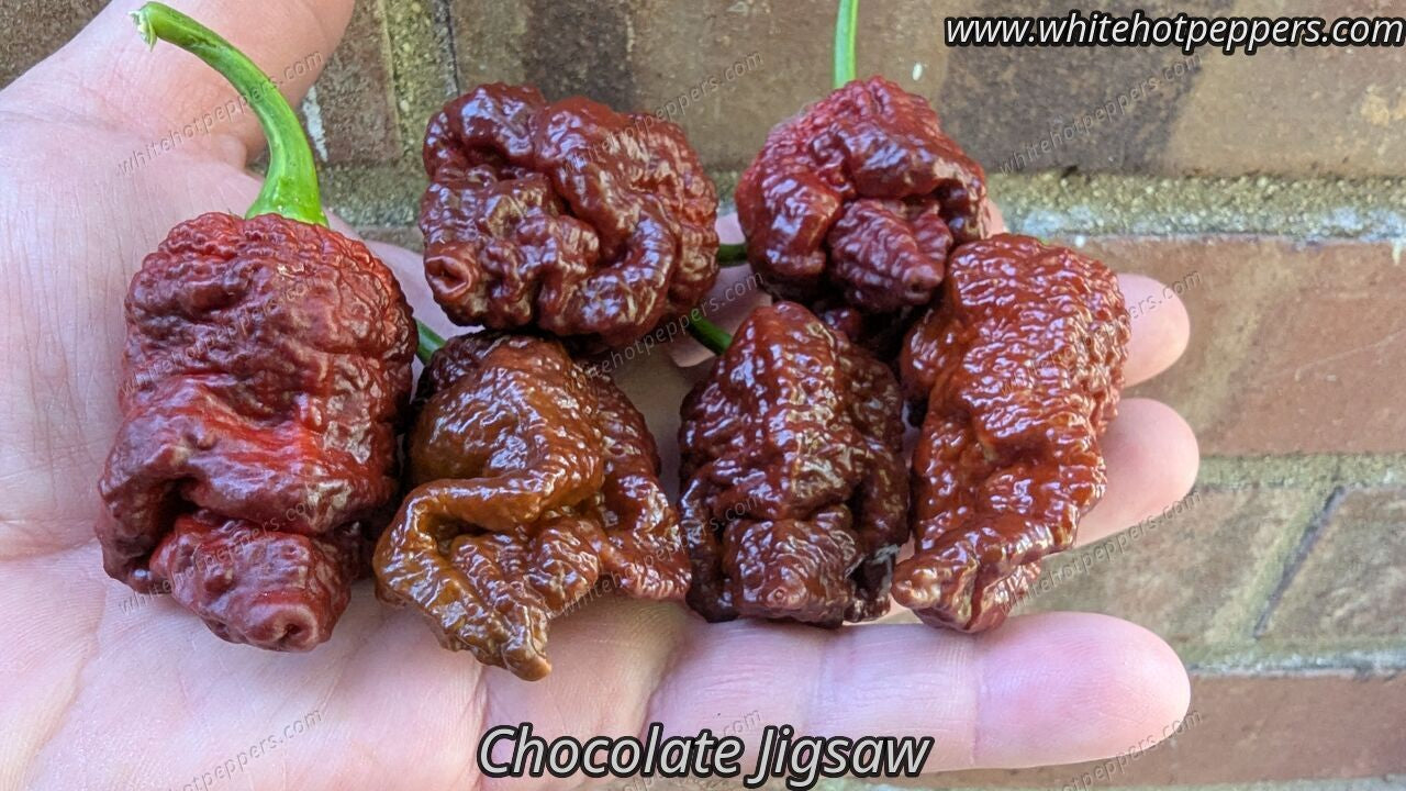 Chocolate Jigsaw - Pepper Seeds - White Hot Peppers