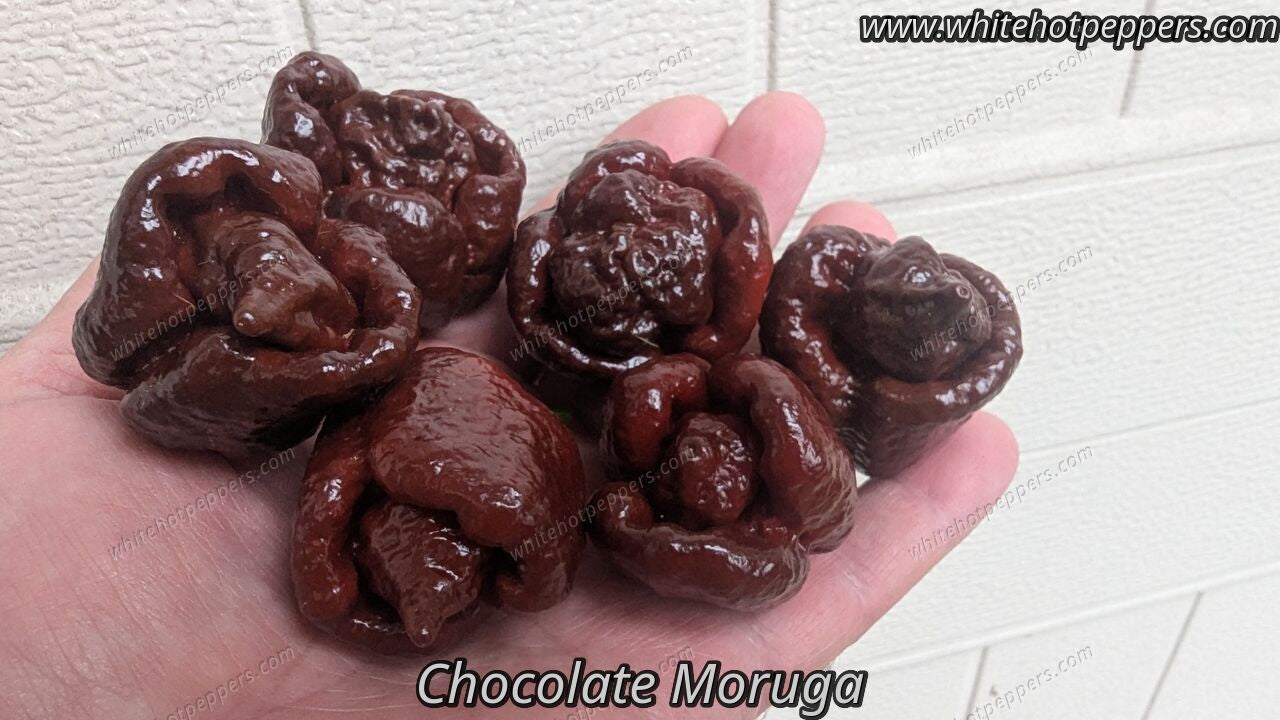 Chocolate Moruga - Pepper Seeds - White Hot Peppers