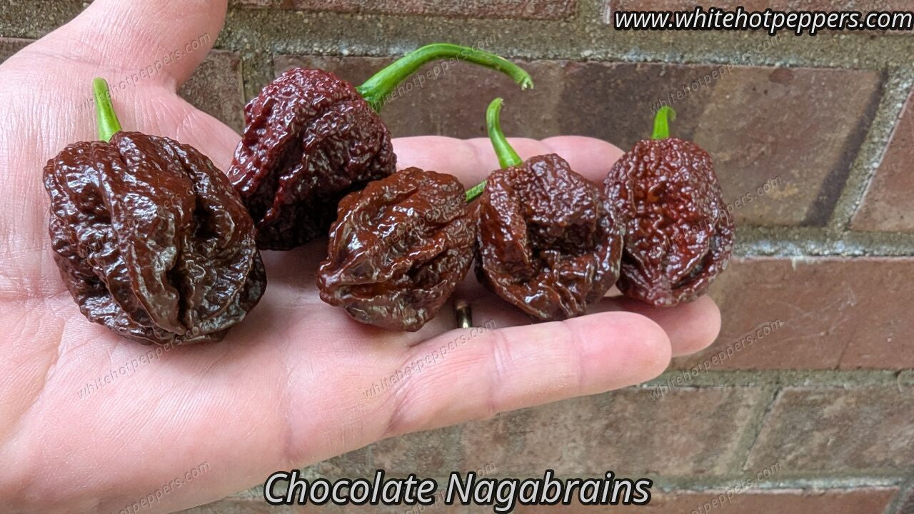 Nagabrains Chocolate - Pepper Seeds - White Hot Peppers