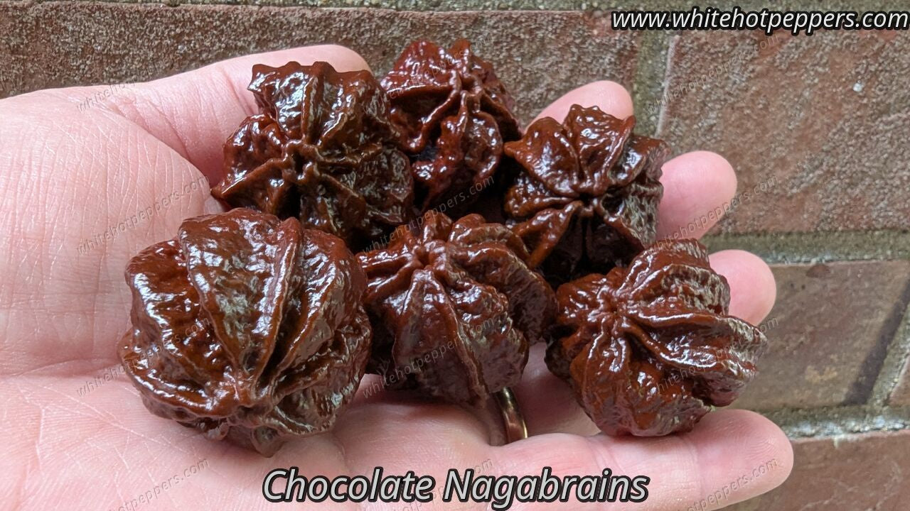 Nagabrains Chocolate - Pepper Seeds - White Hot Peppers
